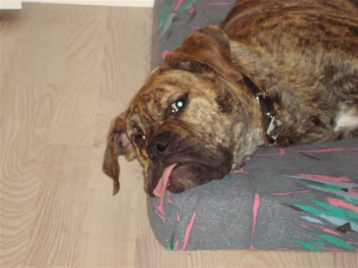 Olde english bulldogge Bertha billede 15