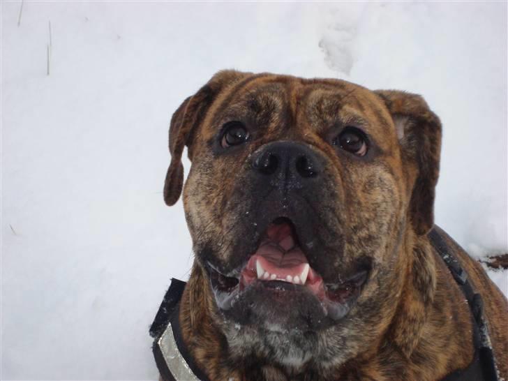 Olde english bulldogge Bertha billede 16