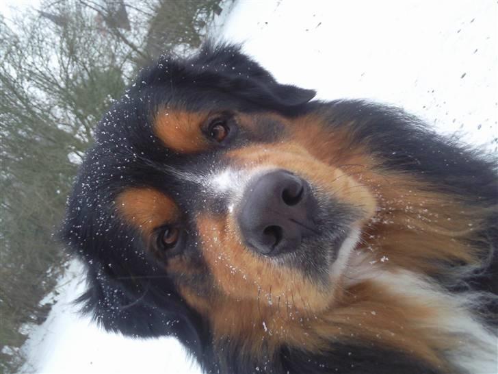 Berner sennenhund :D Bamse :D  - Er parat til en leg i sneen! :D ?? billede 4