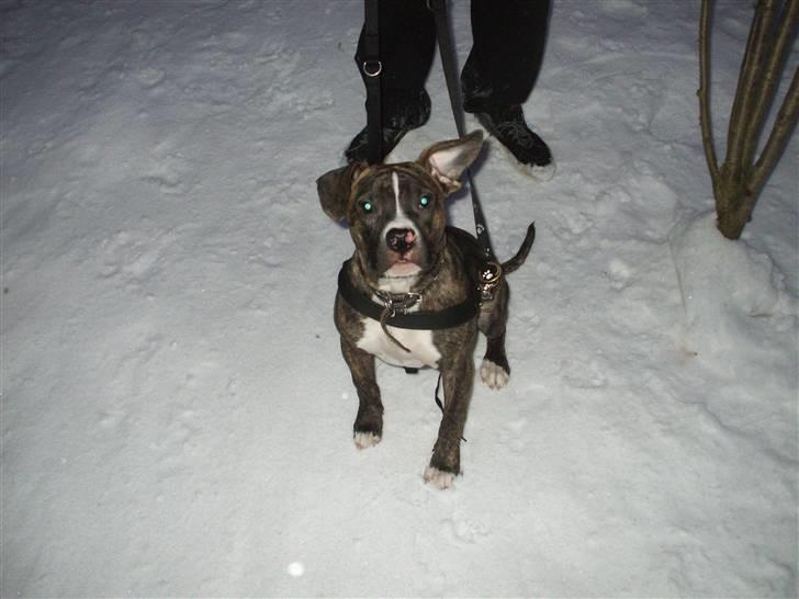 Amerikansk staffordshire terrier Ricki billede 1