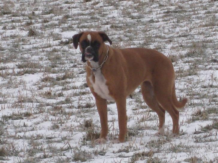 Boxer Nala billede 7