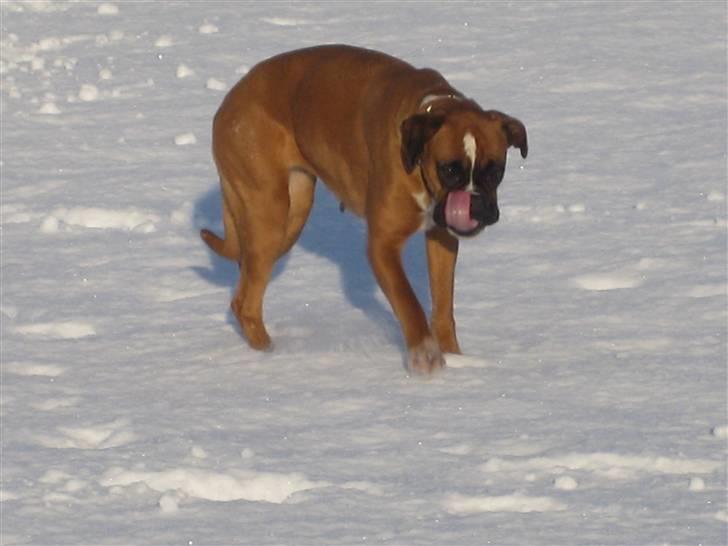 Boxer Nala billede 8