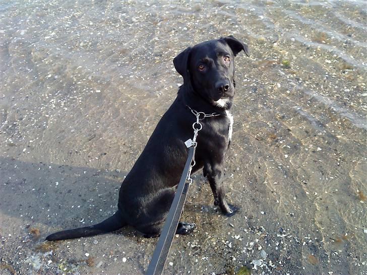 Blanding af racer Pepper <3 † Himmelhund † <3 billede 13