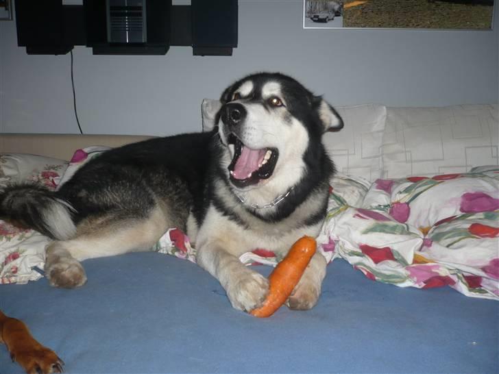 Alaskan malamute Ran Haubrad Dragemund  billede 18