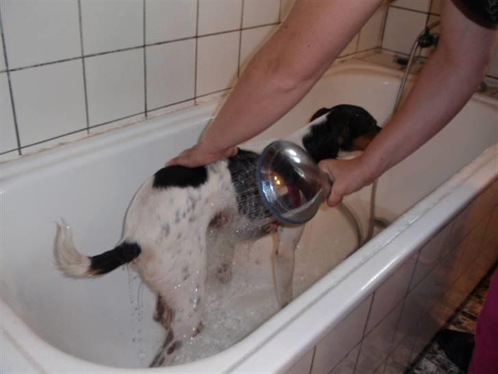 Dansk svensk gaardhund milo - Så er det tid til bad  billede 12