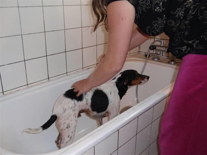 Dansk svensk gaardhund milo - jeg er nu ikke helt så vild med badekaret som mor er  billede 13