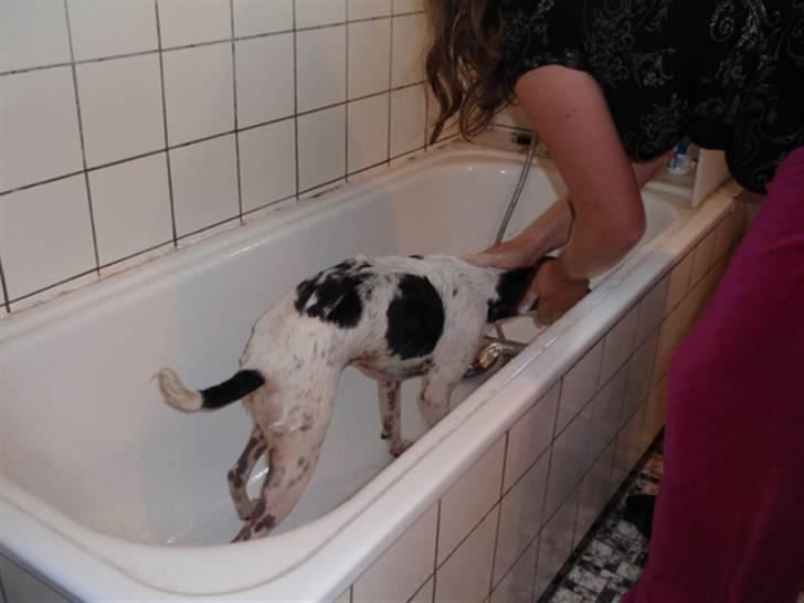 Dansk svensk gaardhund milo billede 14