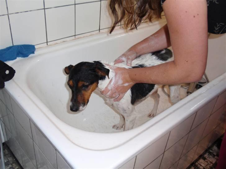 Dansk svensk gaardhund milo billede 15