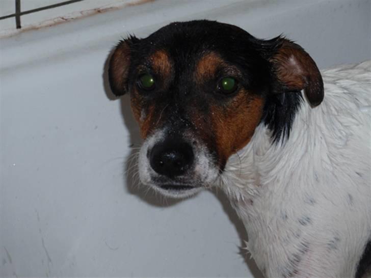 Dansk svensk gaardhund milo - jubii nu er jeg færdig  billede 16