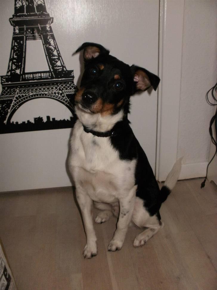 Dansk svensk gaardhund Mr.Big aka Vimse - er jeg ikk bare kær billede 6