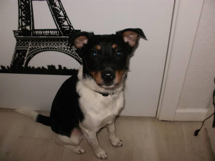 Dansk svensk gaardhund Mr.Big aka Vimse - migg.. billede 7