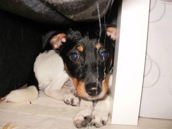 Dansk svensk gaardhund Mr.Big aka Vimse - øv du fandt mig billede 8