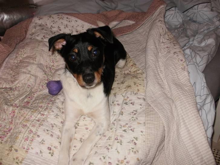 Dansk svensk gaardhund Mr.Big aka Vimse - kast nu den bamse billede 9