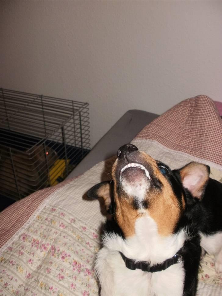 Dansk svensk gaardhund Mr.Big aka Vimse - se mine fine bisser billede 10