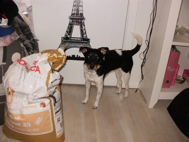 Dansk svensk gaardhund Mr.Big aka Vimse - gi mig den mad billede 11