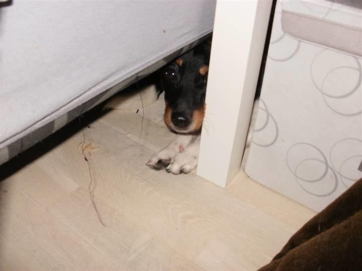 Dansk svensk gaardhund Mr.Big aka Vimse - i ka ikk se mig, vel? billede 12