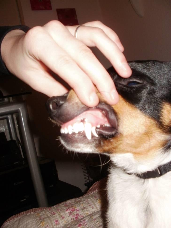 Dansk svensk gaardhund Mr.Big aka Vimse - vimse har to hjørne tænder hehe billede 13