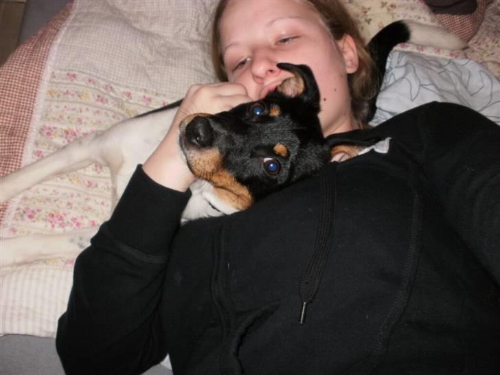 Dansk svensk gaardhund Mr.Big aka Vimse - mig og min mor billede 14