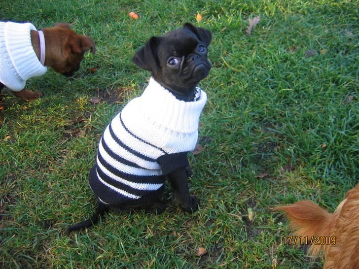 Griffon petit brabancon Hulebo's Darling - dejligt med nyt tøj.. billede 13