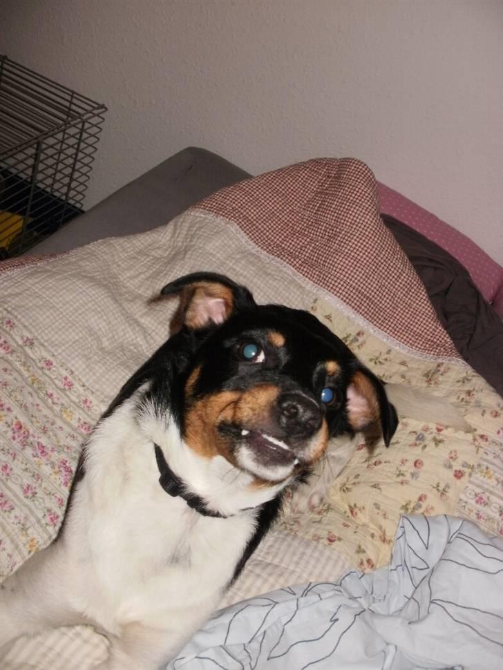 Dansk svensk gaardhund Mr.Big aka Vimse - fine mig billede 15