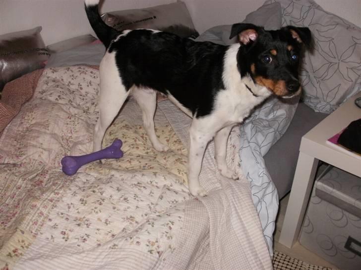 Dansk svensk gaardhund Mr.Big aka Vimse - hvem kommer? billede 16