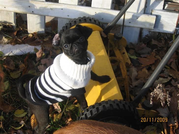 Griffon petit brabancon Hulebo's Darling - skal jeg slå græs? hva´ mor billede 14