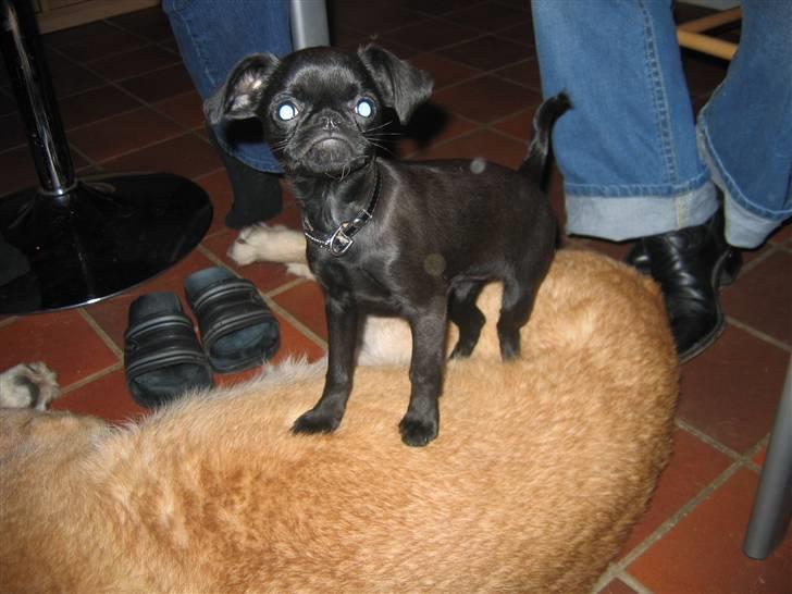 Griffon petit brabancon Hulebo's Darling - Varmer lige poter på Clayde ;0) billede 15