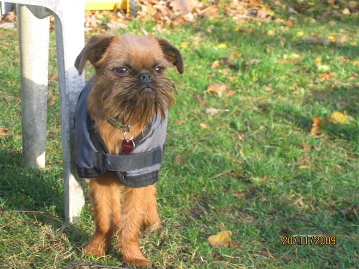 Griffon bruxellois Hulebo's Bella - skønt med sol i december. billede 12