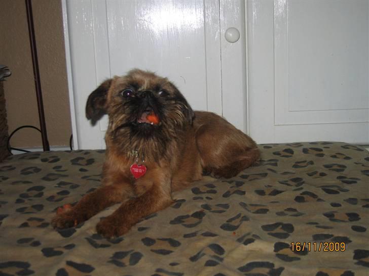 Griffon bruxellois Hulebo's Bella - Nyder lige en G-rod. billede 13