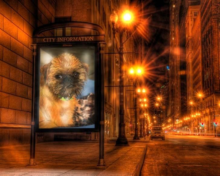 Griffon bruxellois Hulebo's Bella - Bella in the city! billede 15