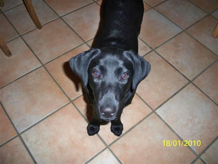 Labrador retriever Luna billede 13