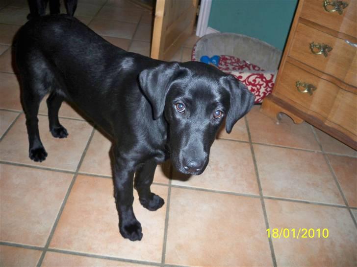 Labrador retriever Luna billede 14