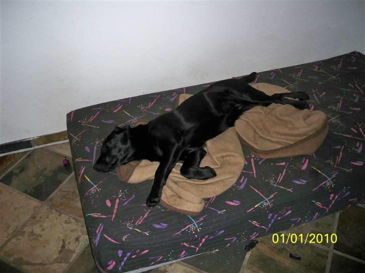 Labrador retriever Luna billede 15