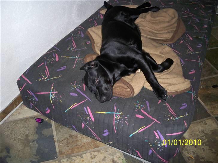Labrador retriever Luna billede 16