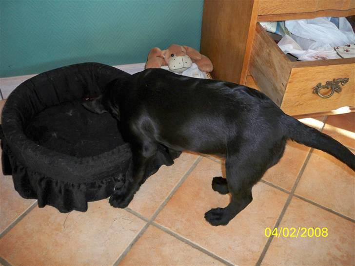 Labrador retriever Luna billede 17