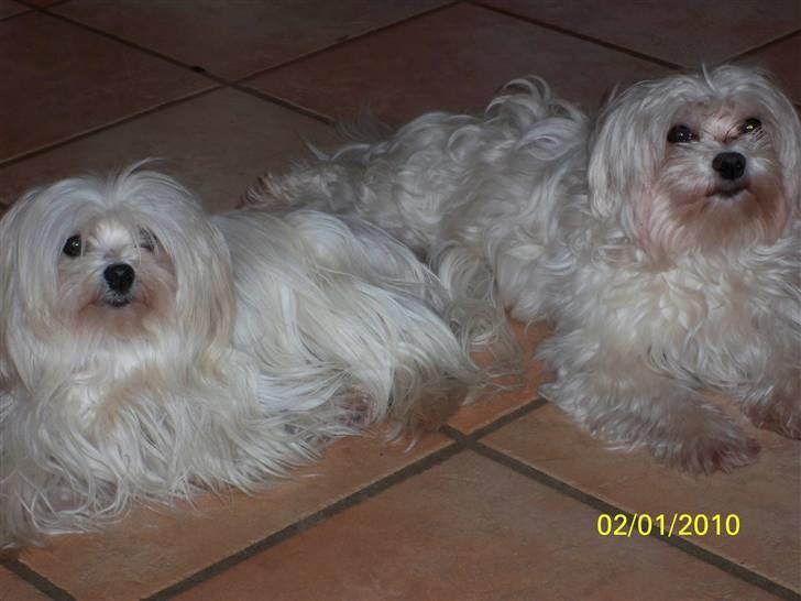 Malteser Sunny - Sunny er ved at blive langåret igen ... det giver stor ego billede 12