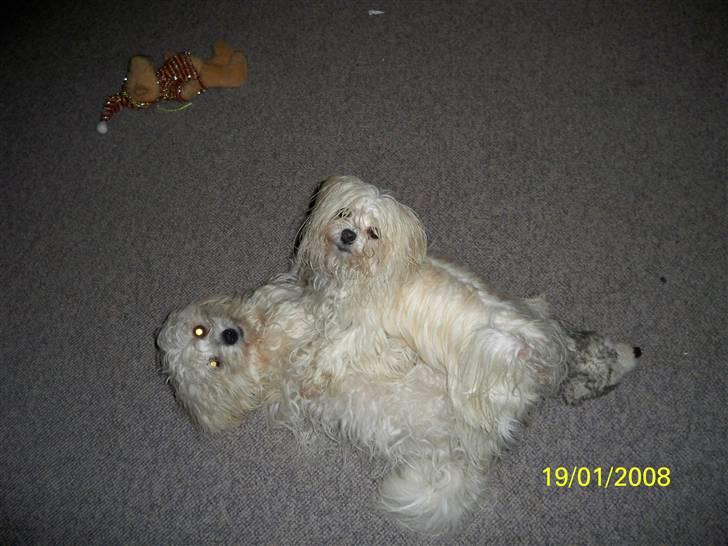 Malteser Donna nu med lille søster billede 13