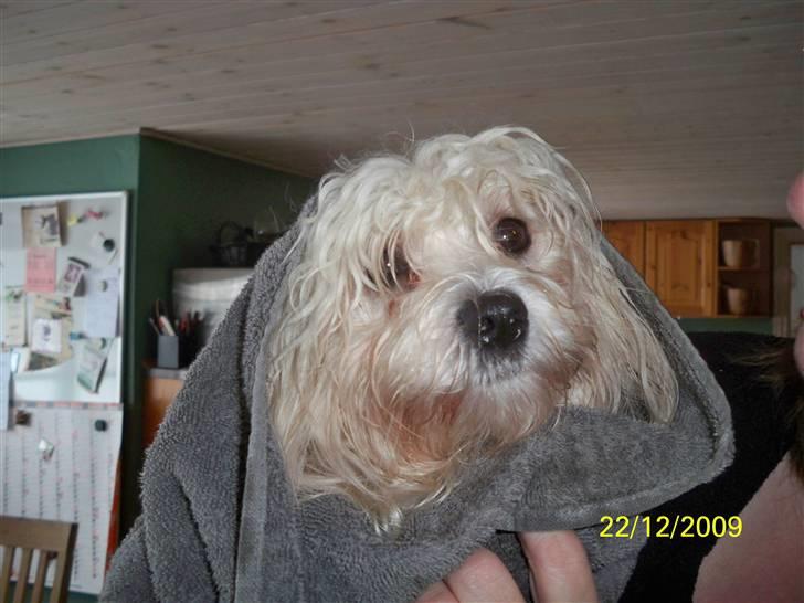 Malteser Donna nu med lille søster - uha det er koldt udenfor billede 14