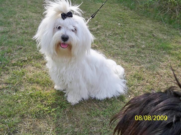 Malteser Donna nu med lille søster billede 15