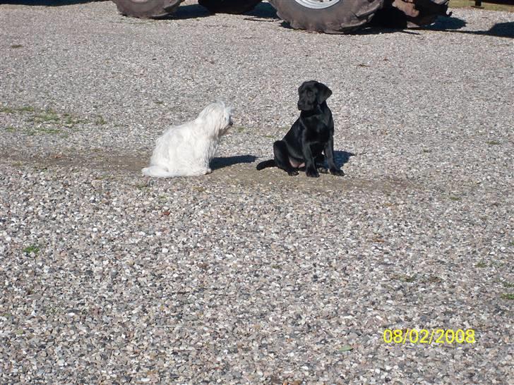 Malteser Donna nu med lille søster billede 16