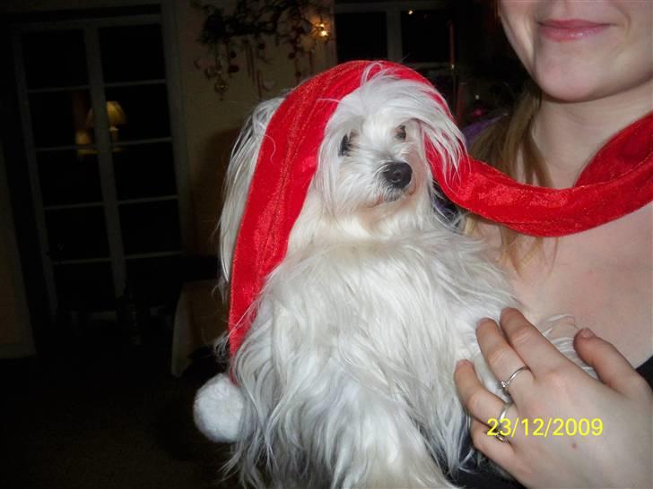 Malteser Donna nu med lille søster billede 17