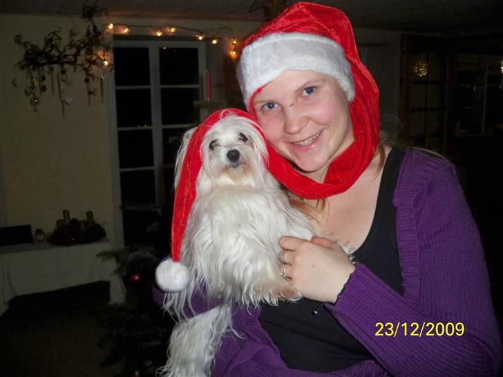 Malteser Donna nu med lille søster billede 18