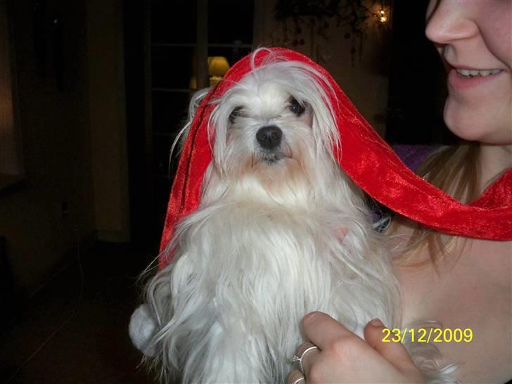 Malteser Donna nu med lille søster billede 19