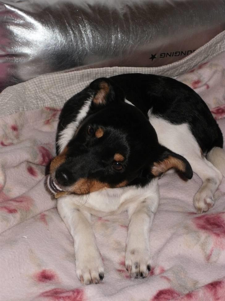 Dansk svensk gaardhund Mr.Big aka Vimse - det er en go pind den her billede 17