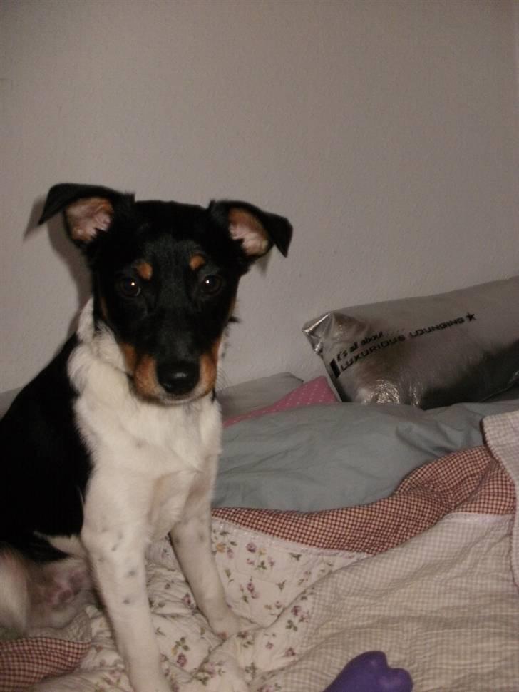 Dansk svensk gaardhund Mr.Big aka Vimse billede 18