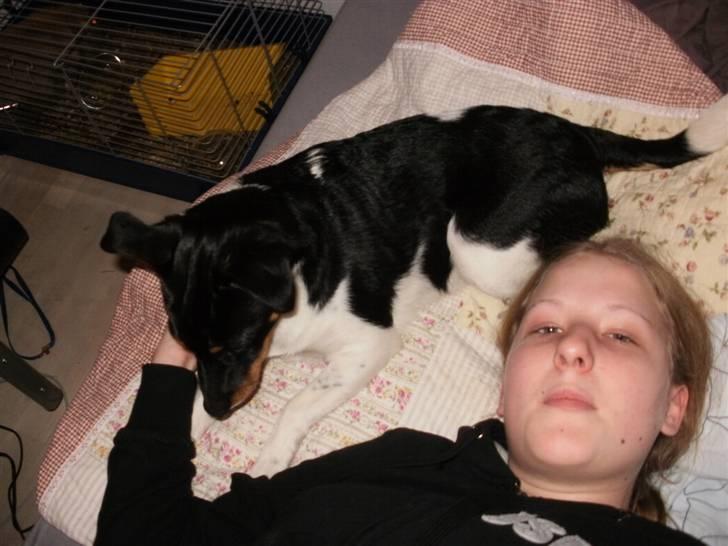 Dansk svensk gaardhund Mr.Big aka Vimse - min mor og mig billede 19