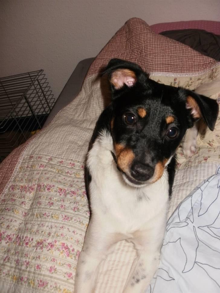 Dansk svensk gaardhund Mr.Big aka Vimse billede 20