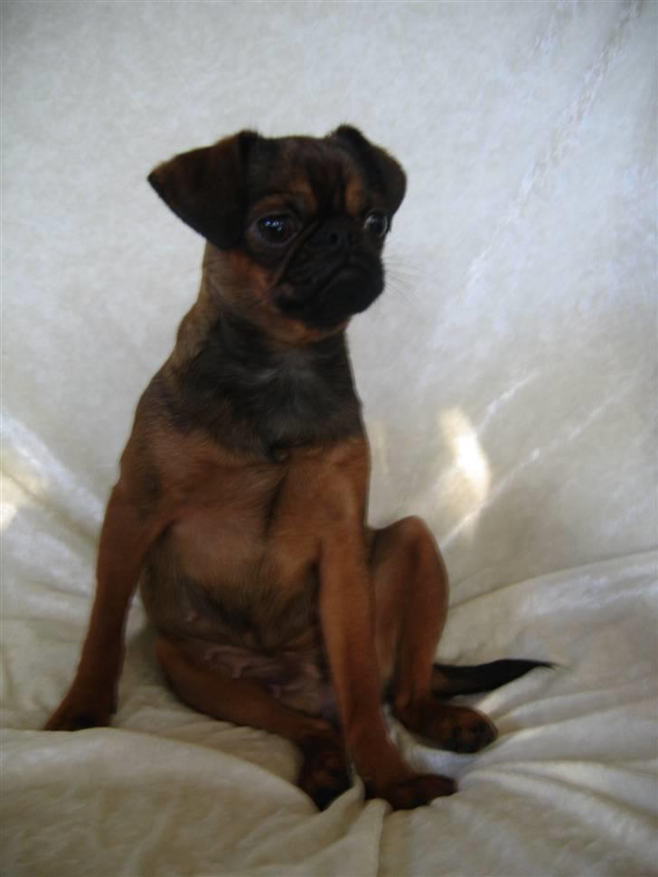 Griffon petit brabancon Arinka Silver Bells billede 13