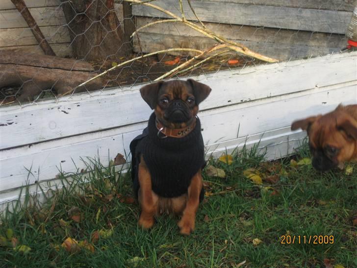 Griffon petit brabancon Arinka Silver Bells - Vinter tid/tøj tid. billede 14