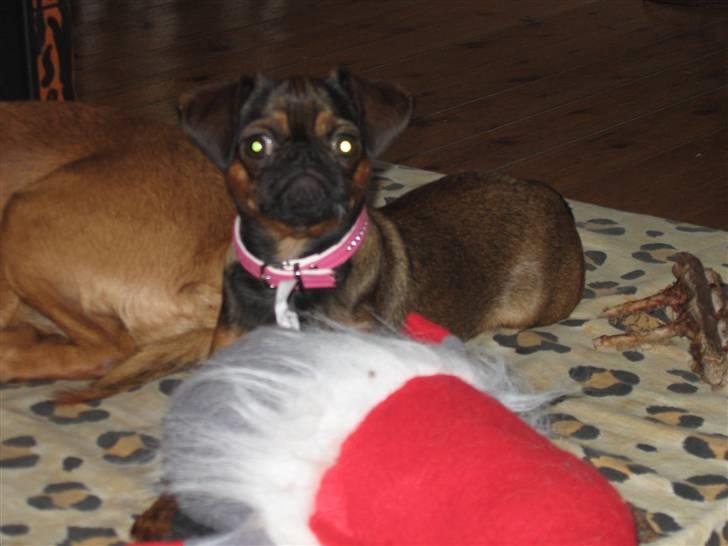 Griffon petit brabancon Arinka Silver Bells - Hva´ må jg ik spise nissen? billede 15